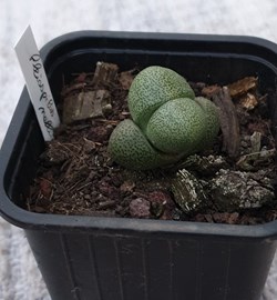Pleiospilos nellii