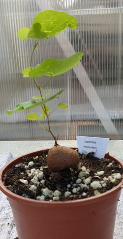 Dioscorea elephantipes