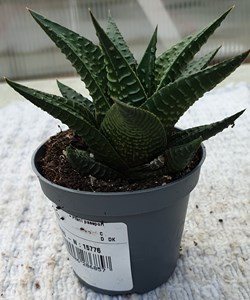 A Hawortia