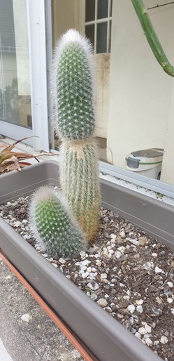 Cleistocactus strausii