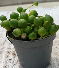 Senecio