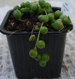 Senecio rowleyanus (string of pearls)