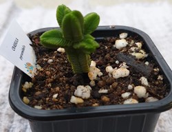 Crassula pyramidalis