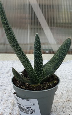 A Gasteria
