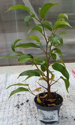 Ficus benjamina