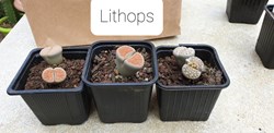 Lithops