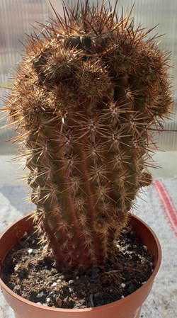 Cactus à identifier