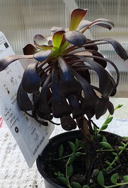 Aeonium atropurpureum arborescens