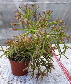 Rhipsalis