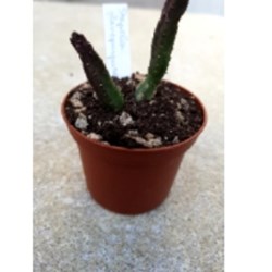 Stapelia flavopurpurea