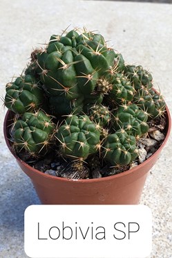 Lobivia species