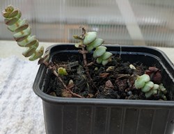 Crassula marnieriana