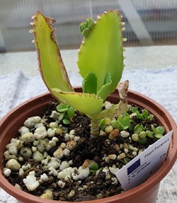 Kalanchoe laetivirens