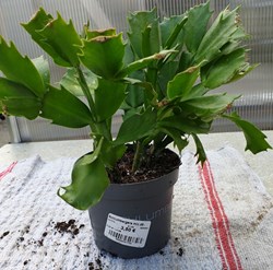 Schlumbergera