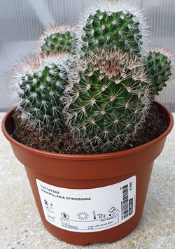 Mammillaria spinosisma