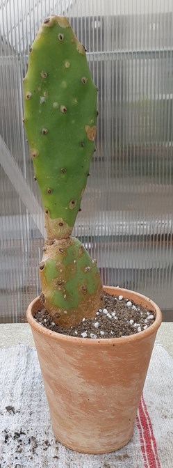 Opuntia (figuier de barbarie)