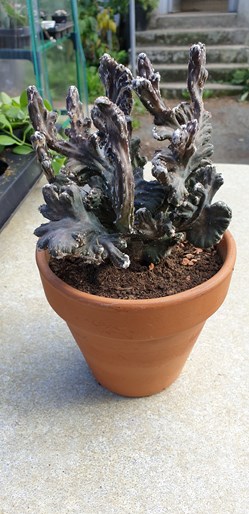 Monvillea cristata