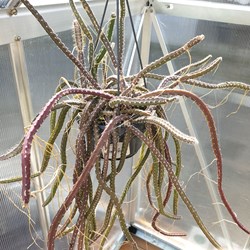 Aporocactus
