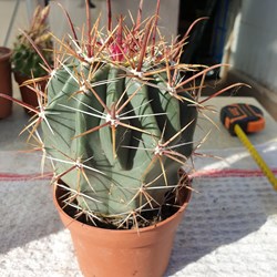 Cactus à identifier
