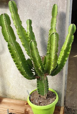Euphorbia lactea (pied mère)