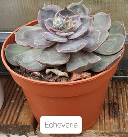 Echeveria