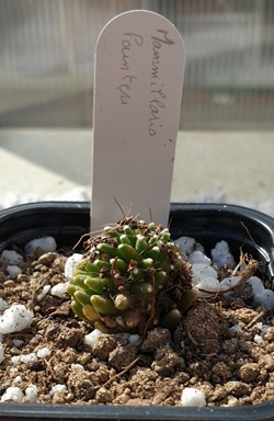 Mammillaria painteri
