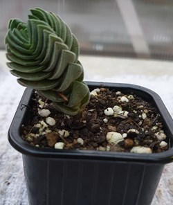 Crassula buddhas temple