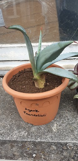 Agave franzosinii