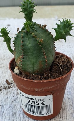 Pseudogloboza