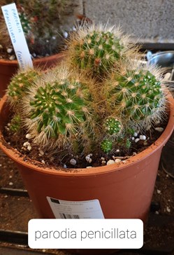 Parodia penicillata ?