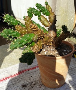 Tephrocactus pentlandii