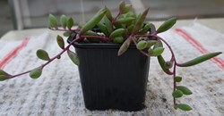 Senecio herreianus purple flush