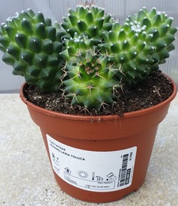 Mammillaria toluca