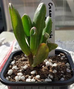 Crassula ovata cv gollum