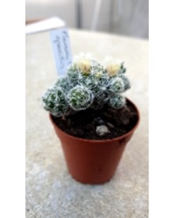 Mammillaria gracilis