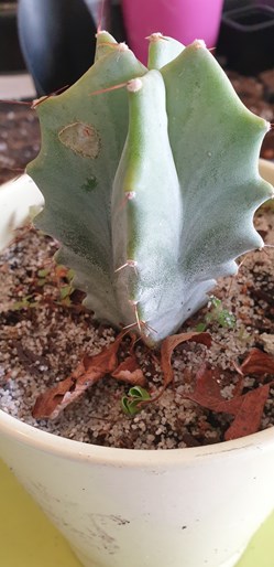 Stenocereus pruinosus