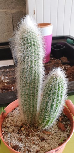 Cleistocactus strausii