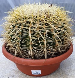 Echinocereus grusonii