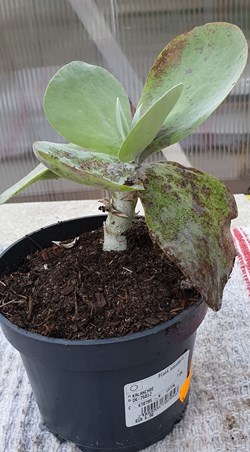 Kalanchoe