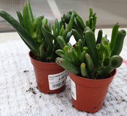 Crassula ovata cv gollum