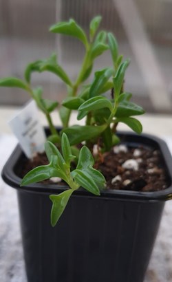 Senecio peregrinus (dolphin necklace)