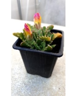 Faucaria aff longifolia