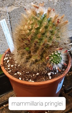 Mammillaria pringlei ?