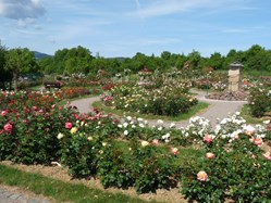 La Roseraie de Rosheim et l'association des Arboriculteurs