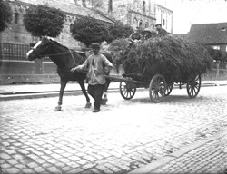 L'agriculture et l'élevage