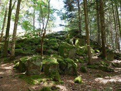 La forêt communale de Rosheim