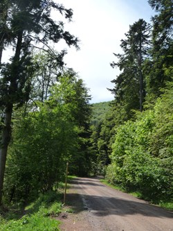 La forêt de Rosheim : vers le Heidenkopf