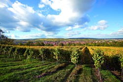 La viticulture