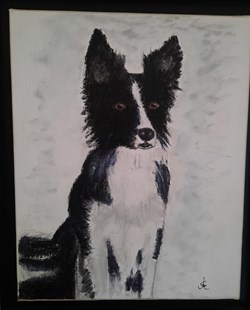 Perle border collie