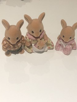 Kangourous